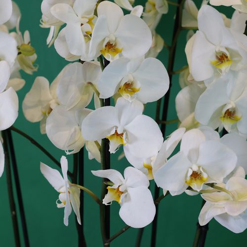 Orchid July(اوركيد يوليو)