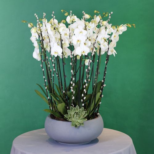 Orchid lover(عاشق الأوركيد)