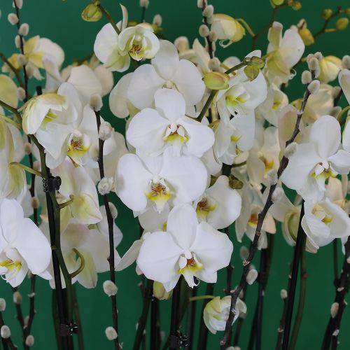 Orchid lover(عاشق الأوركيد)