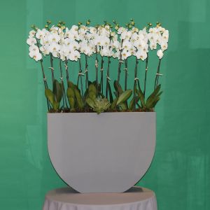 Surprise Orchid(مفاجأة الأوركيد)