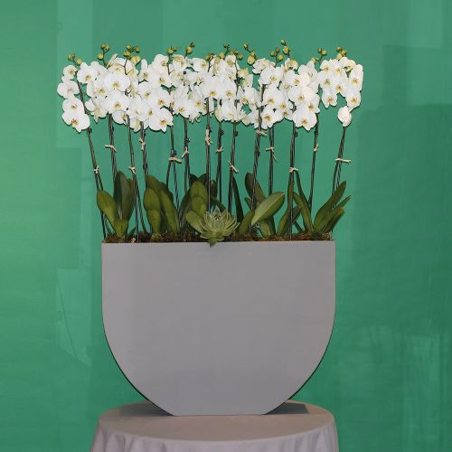 Surprise Orchid(مفاجأة الأوركيد)