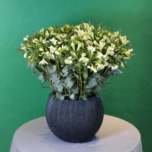 Elegant alstroemeria(ألستروميريا أنيقة)