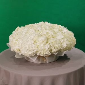 Premier Hydrangea(زهرة هيدرانجيا ممتازة)