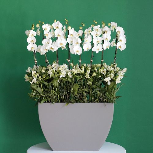 Orchid Oval Gray(أوركيد بيضاوي رمادي)