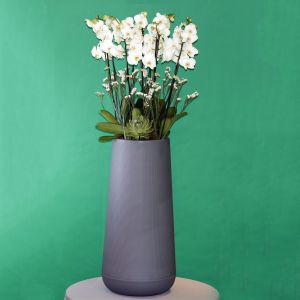 Love in Orchid(الحب في الأوركيد)