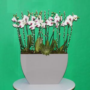 Lovely Red lips orchids-1(جميل اوركيد الشفاه الحمراء -1)