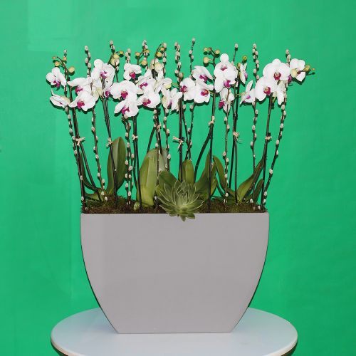 Lovely Red lips orchids-1(جميل اوركيد الشفاه الحمراء -1)