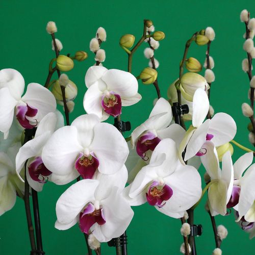 Lovely Red lips orchids-1(جميل اوركيد الشفاه الحمراء -1)