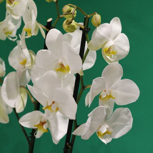Golden Phalaenopsis(زهرة الفالينوبسيس الذهبية)