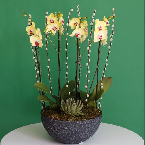 Phalaenopsis Lemon(فالاينوبسيس الليمون)