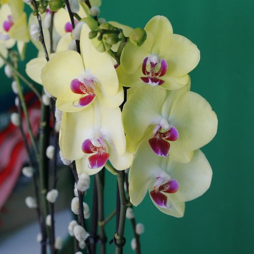 Phalaenopsis Lemon(فالاينوبسيس الليمون)