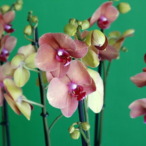 Art of Peach(فن الخوخ)