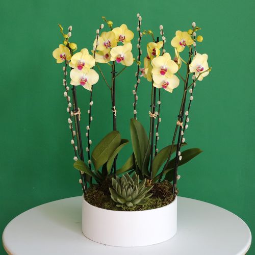 Phalaenopsis Lemon-1(فالاينوبسيس الليمون-1)