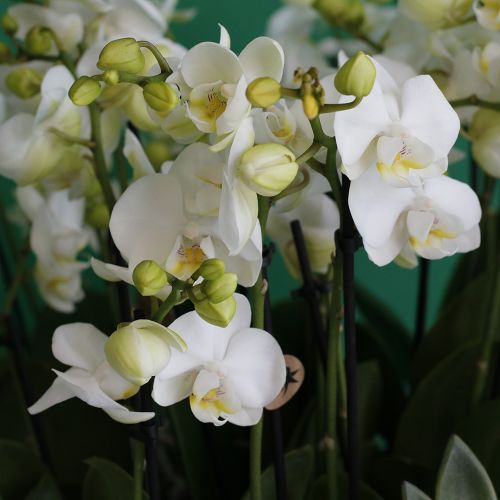 Garden of Mini Orchids(حديقة الأوركيد الصغيرة)