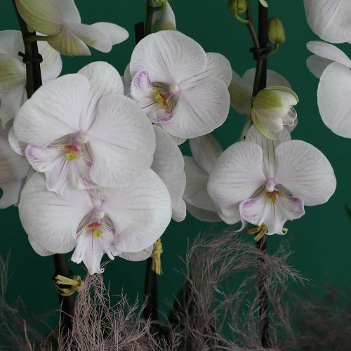 Lite Pink Lover(لايت بينك عاشق)