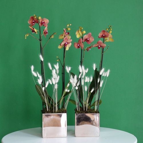 Peach and White(الخوخ والأبيض)