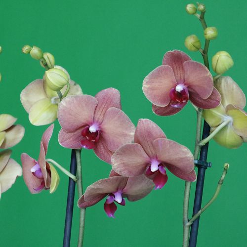 Peach and White(الخوخ والأبيض)