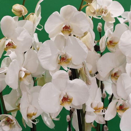 Orchids Birthday(عيد ميلاد الأوركيد)
