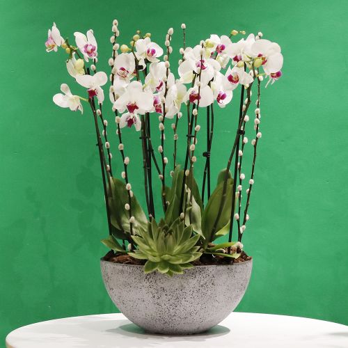 More Red lips orchids(المزيد من أحمر الشفاه الأوركيد)