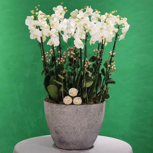 Crystal White Orchid(اوركيد كريستال وايت)