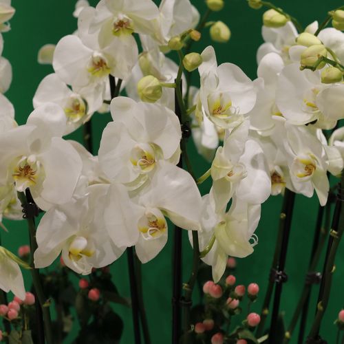 Crystal White Orchid(اوركيد كريستال وايت)