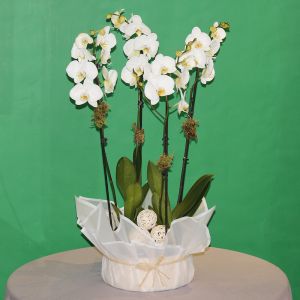 Smile Orchid(ابتسامة الأوركيد)