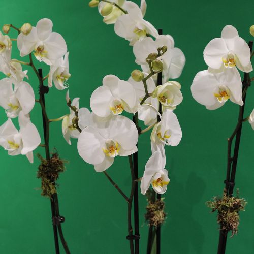 Smile Orchid(ابتسامة الأوركيد)