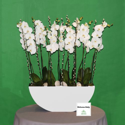 Elegant Orchid-2(الأوركيد الأنيق-2)