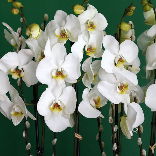 Elegant Orchid-2(الأوركيد الأنيق-2)
