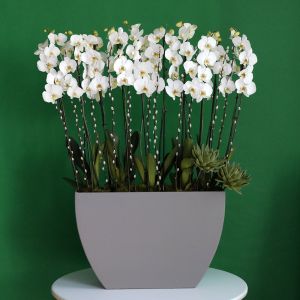 Suitable Orchid(أوركيد مناسب)