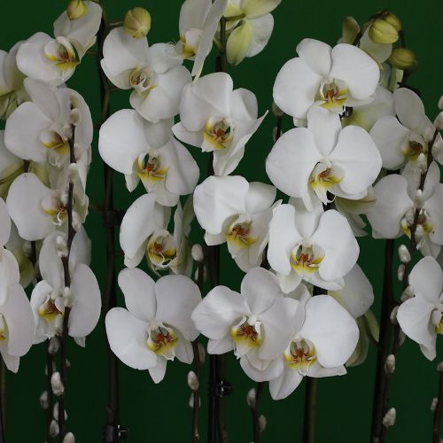 Suitable Orchid(أوركيد مناسب)