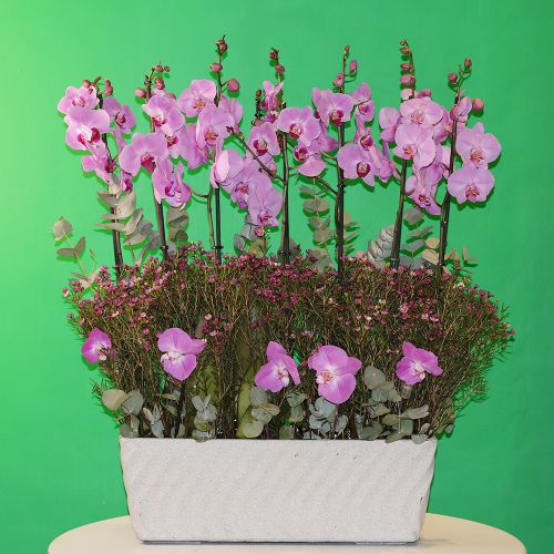 Lovely Pink(وردي جميل)