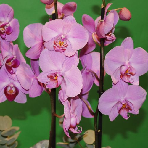 Lovely Pink(وردي جميل)