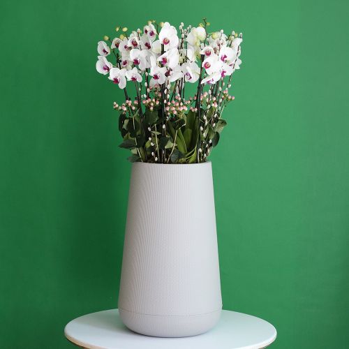 Classic Red Lips Orchids(الأوركيد الكلاسيكية ذات الشفاه الحمراء)