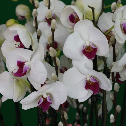 Classic Red Lips Orchids(الأوركيد الكلاسيكية ذات الشفاه الحمراء)