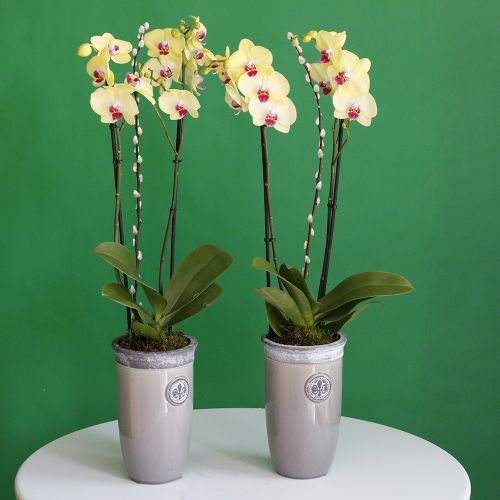 Orchids Yellow Red(الأوركيد الأصفر الأحمر)