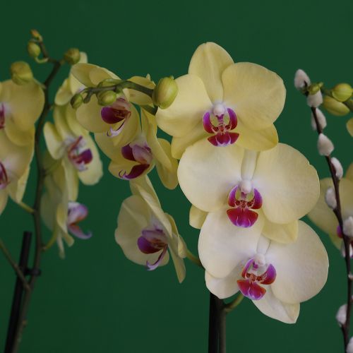 Orchids Yellow Red(الأوركيد الأصفر الأحمر)
