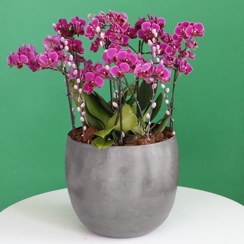 Elegance Purple Mini Orchids (زهور الأوركيد الصغيرة الأرجوانية الأنيقة)