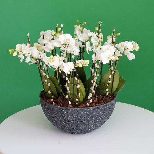 White Mini Orchids(الأوركيد الأبيض الصغير)