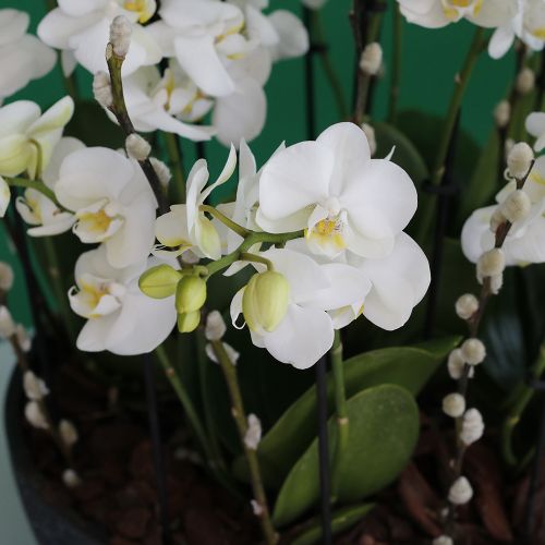 White Mini Orchids(الأوركيد الأبيض الصغير)