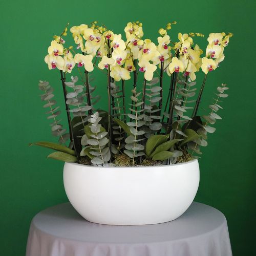 Stylish Orchids Yellow Red(بساتين الفاكهة الأنيقة أصفر أحمر)