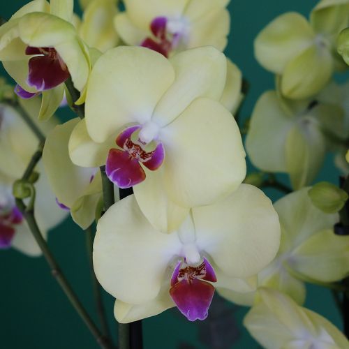 Stylish Orchids Yellow Red(بساتين الفاكهة الأنيقة أصفر أحمر)