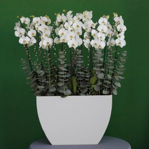 Orchid in Oval (اوركيد بيضاوي)