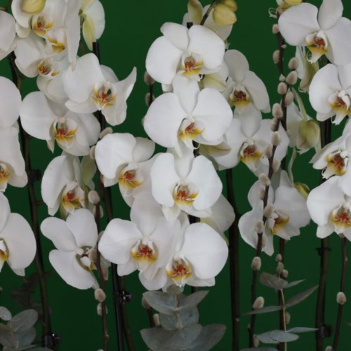 Orchid in Oval (اوركيد بيضاوي)