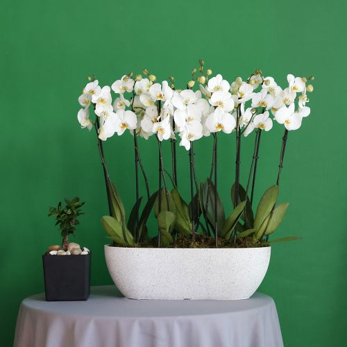 combind green white(دمج الأخضر والأبيض)