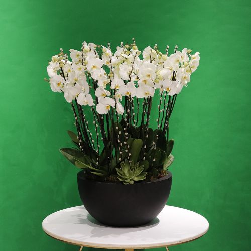 Orchid Gol(اوركيد جول)