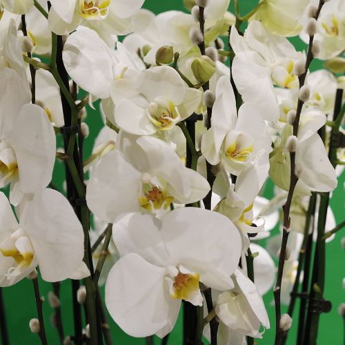 Orchid Gol(اوركيد جول)