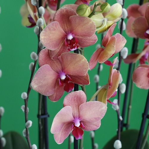 Peach with Gold(الخوخ مع الذهب)