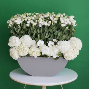 Beauty Eustoma(جمال يوستوما)