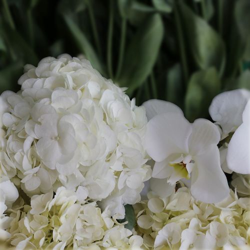 Beauty Eustoma(جمال يوستوما)